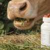 Nutrición Animal