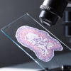 Histología Veterinaria