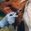Farmacología Veterinaria