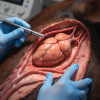 Fisiología Veterinaria