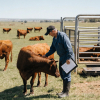 Medicina y Zootecnia de Bovinos Productores de Carne