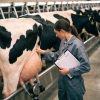 Medicina y Zootecnia de Bovinos Productores de Leche