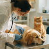 Medicina y Zootecnia de Perros y Gatos