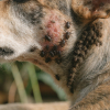 Parasitología Veterinaria